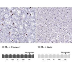 Ghrelin/Obestatin Antibody, Novus Biologicals 0.1mL; Unlabeled:Antibodies,